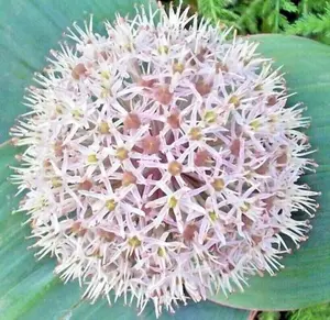 90 Turkistan Onion Seeds Allium karataviense Ornamental Onion Perennial Vegetable