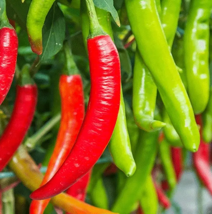 TomorrowSeeds - Cayenne Large Red Thick Pepper Seeds -  5,000 Scoville Spicy Red Green Hot Chili NONGMO Vegetable Seed Fresh For 2024