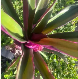 Bouldimas Live Outdoor Herb Plant, Home Improvement & Garden Supply