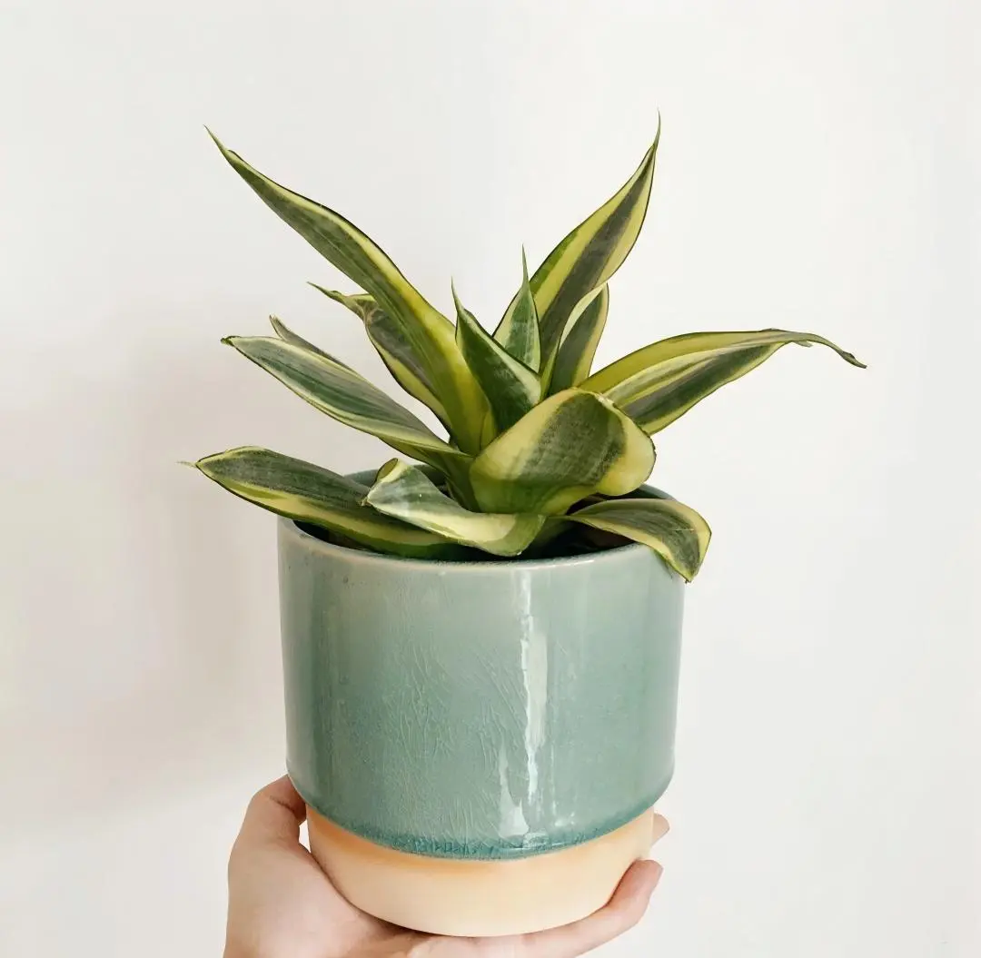 Hahnii Bird’s Nest Snake Plant Potted, Low-Maintenance Indoor Air-Purifying Desk Houseplant for Home Decor & Home Supplies