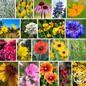 Wildflower Seeds - Texas and Oklahoma Mix