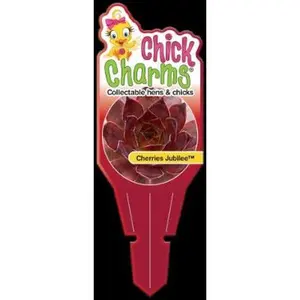 Cherries Jubilee Succulent - Hens and Chicks Sempervivum Plant by Chick Charms® - 4 inch pot
