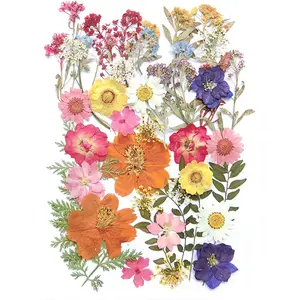 17 Types 48PCS Real Dried Pressed Flowers Leaf Plant Herbarium for DIY Resin Jewelry Making Floral Decors(Colorful)