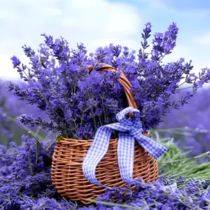 Rare Lavender Seeds Wildflower Seed Bulk Fragrant Heirloom Perennial English Lavender Easy Grow Perfect for Borders Herb Gardens Containers Wildflower Meadows Outdoor Planting