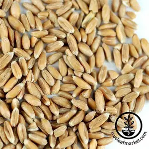 Spelt (Organic) - Cover Crop Seeds