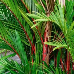 LIVE PLANT 2ft Cyrtostachys renda, Cyrtostachys lakka, Lipstick Palm, Red Sealing Wax Palm Decorative