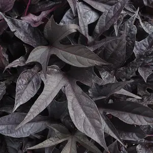 Proven Accents® Sweet Caroline Raven Sweet Potato Vine