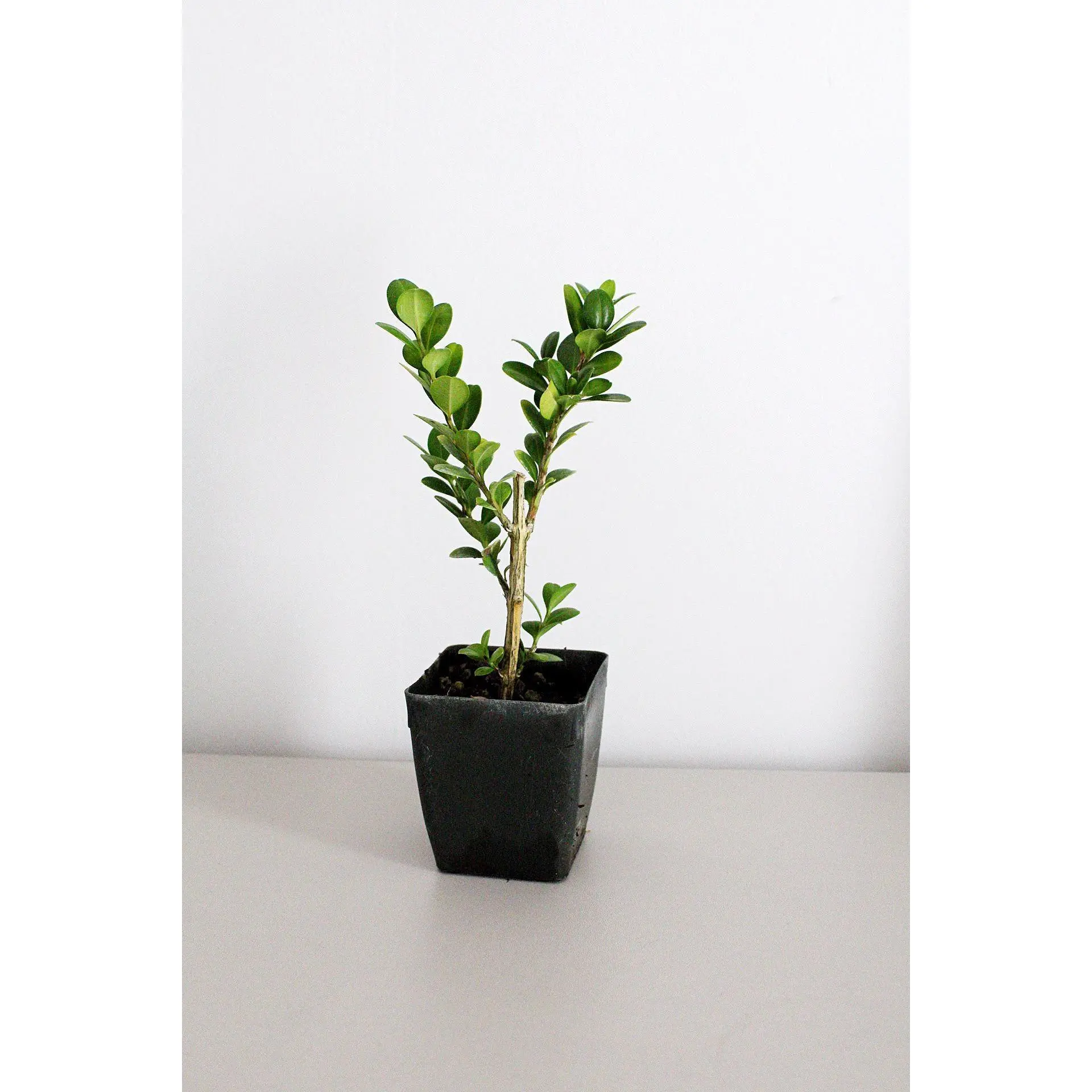 Bonsai Tree Starter Plant Gift - Japanese Boxwood Topiary Plant