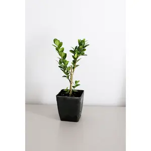 Bonsai Tree Starter Plant Gift - Japanese Boxwood Topiary Plant