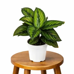 4" Calathea Beauty Star, Pet Friendly Live Houseplant, Indoor Plant