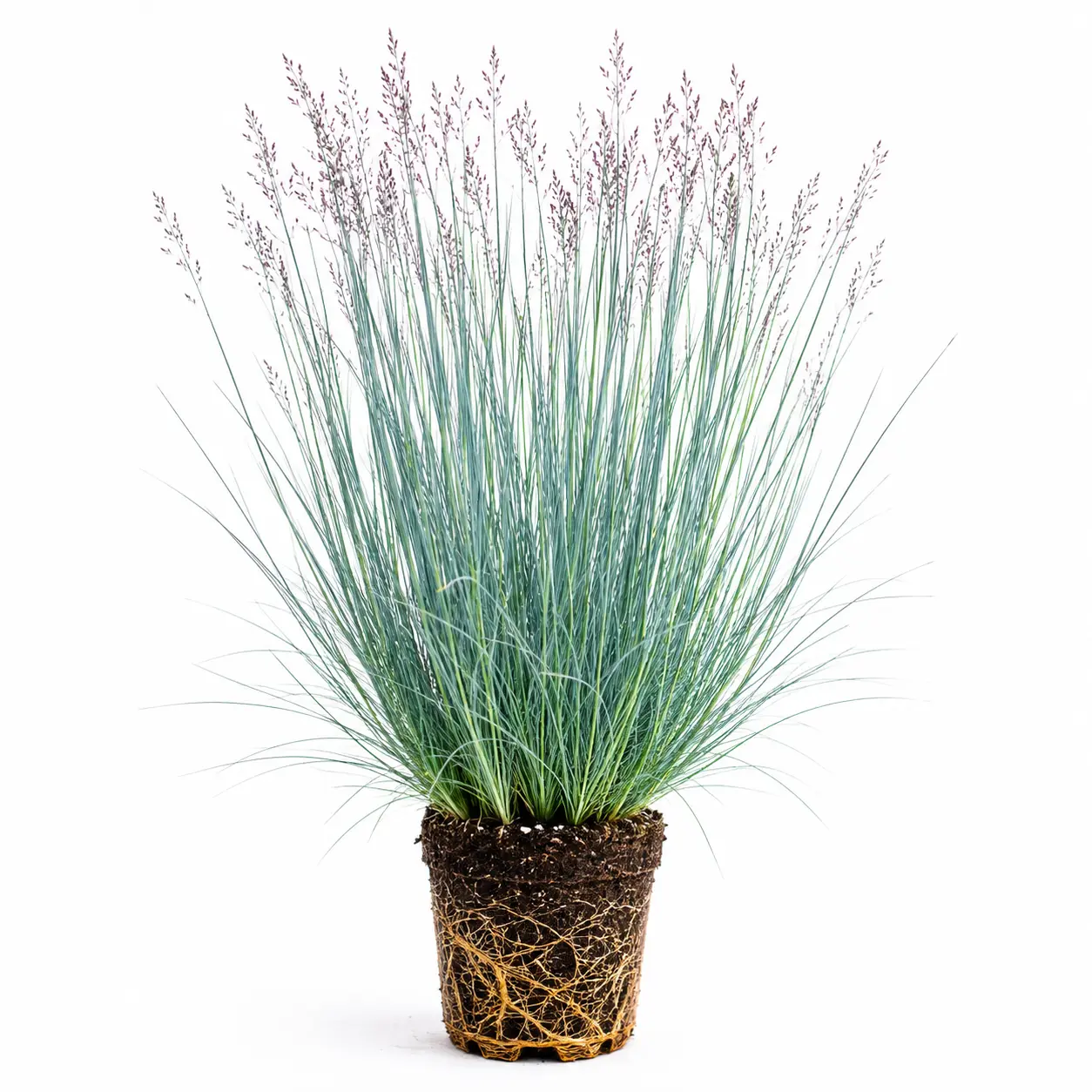Blue Heaven Little Bluestem Live Plant Plugs – Native Ornamental Grass Starter Plants – Brilliant Blue Summer Foliage & Fiery Fall Color