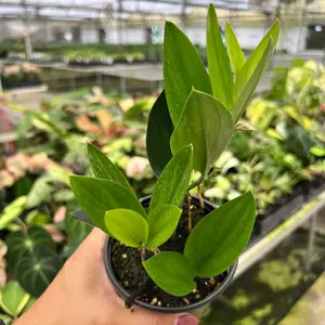 Scindapsus Treubii 'Dark Form' Pot 4”. A mysterious and elegant beauty - Indoor Plants -  Houseplant - Tropical Foliage