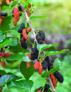 Everbearing Mulberry Tree Everbearing Mulberry Tree