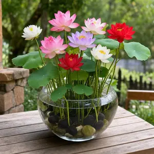 30 Rainbow Bonsai Lotus Seeds for Water Lily Ponds, Bowls and Home Decor