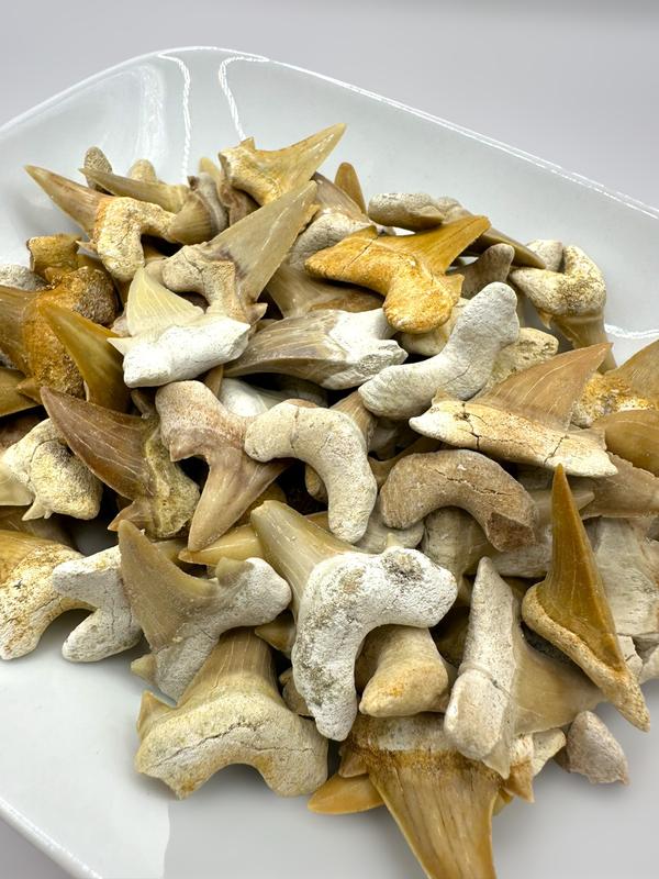 Fossil Mining Bucket - Gallon Bucket - 10-12 lbs Total - Over 12 Different Types of Fossils and Natural Crystals