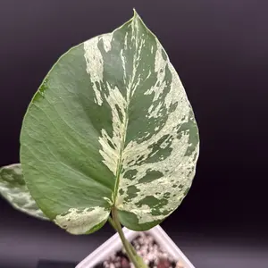 Monstera Bulbasaur - 4” nursery pot