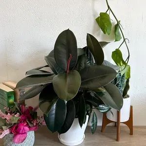 Ficus Burgundy Rubber Tree - 6 Inch Pot