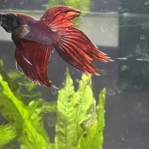 Bug Bites Betta Micro Granules, 1.05 oz / 30 g
