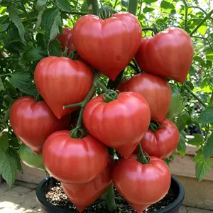75 RARE GIANT OXHEART TOMATO SEEDS HUGE TASTY HEIRLOOM NON-GMO