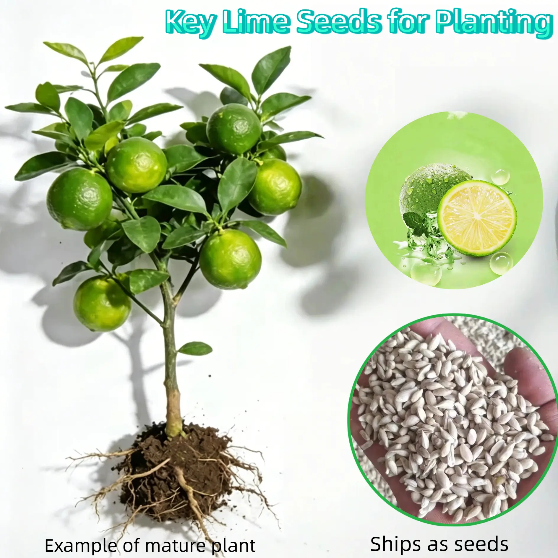Key Lime Tropical Fruit Indoor Plant Seeds (20 Count) - Low-Maintain, Beginner-Friendly, Vigorous Growth, Damp Paper Towel & Tiny Root Tip Method, Plastic Bag Use, Sunlight Requirement, Citrus Grow for Home, Balcony