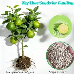 20 Key Lime Seeds for Planting – Vigorous Growth, Ideal for Balcony, Patio & Home Garden