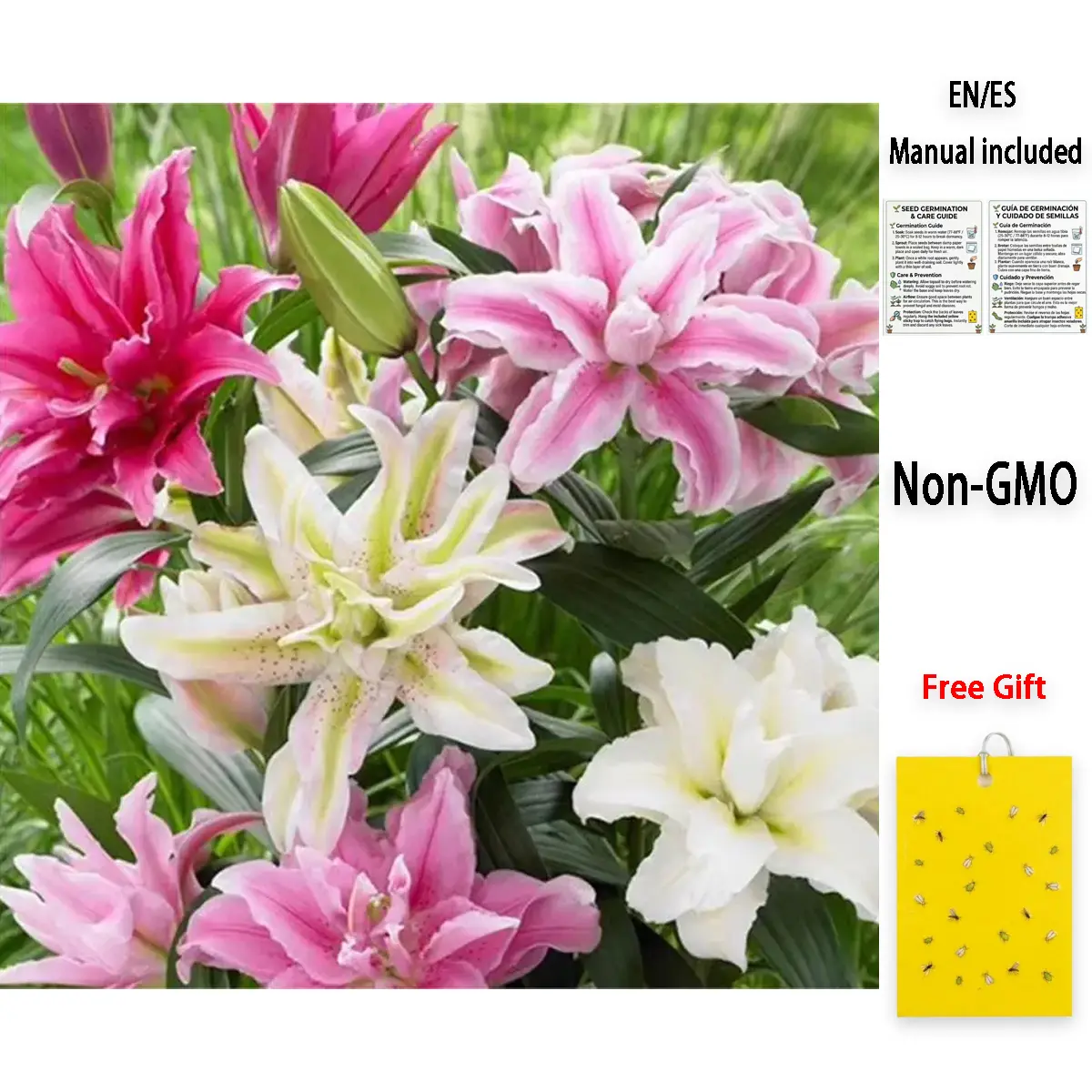 Lily Flower Seeds for Planting – Year-Round Planting, Non-GMO, Easy to Grow, Fragrant Blooms, Perennial Garden Flowers for Home & Containers