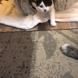 Product Review of Winter Warm Pet Bed, 2 in 1 Foldable Cat Tunnel Cat Bed, Warm Plush Cat Bed with Hanging Ball & Tunnel Buckle, Pet Supplies for Indoor Outdoor Use from J**a O**e