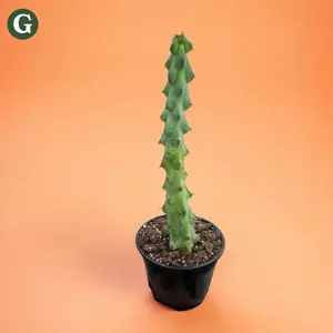 4" Succulent Boobie Cactus  – Indoor Live Plant, Drought-Tolerant, Rare & Low Maintenance Cactus, Easy Care, Pet Safe