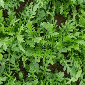 Bellezia Arugula Seeds