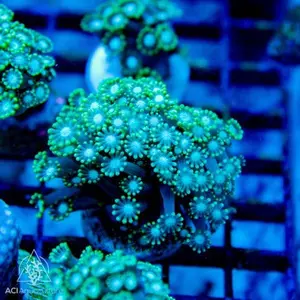 Green Branching Alveopora