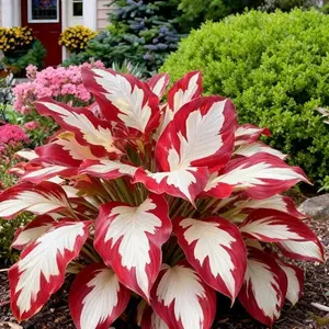 800 pcs Hosta Seeds – Easy-Grow Perennials for Shaded Gardens & Patios