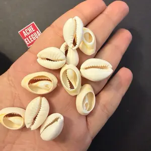 1 Pound Open Cowrie Shells for Crafts Ready for DIY Projects Natural Shell Decorations