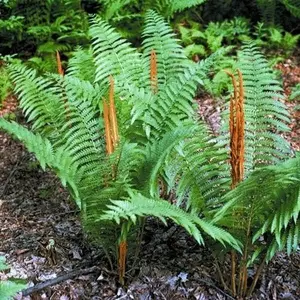 5 CINNAMON FERN rhizome/root-osmundastrum cinnamomeum