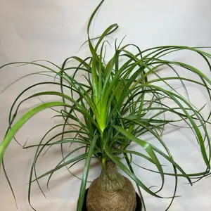 Ponytail Palm 6" pot - Indoor House Plant for Home Decor, Care Instructions Included