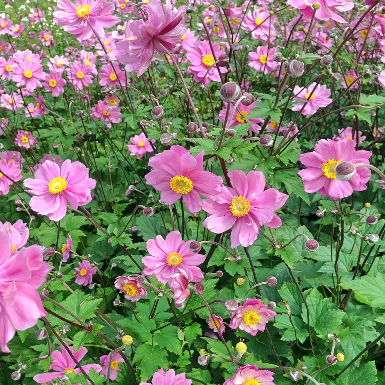 600 Seeds Perennial Anemone Pink Flower Seeds for Planting