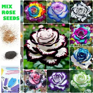 Mix Rose Seeds - 200+ Colorful Flower Rose Plant Seeds for Outdoor Gardening Non-GMO Heirloom Varieties Great Gift for Enthusiasts and Beginners