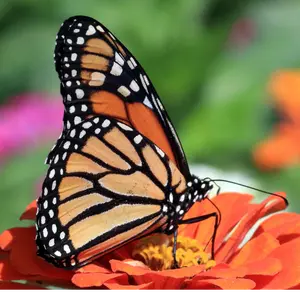 Heirloom Showy Milkweed Seeds  Native Pollinator Habitat for Monarchs (Zones 4–9)