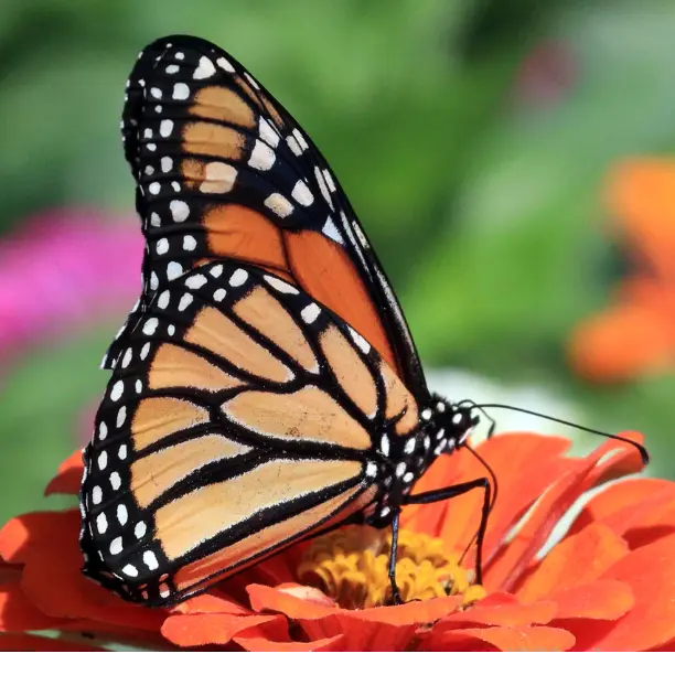 Heirloom Showy Milkweed Seeds  Native Pollinator Habitat for Monarchs (Zones 4–9)