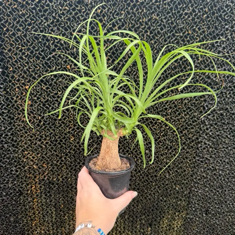 4” Ponytail Palm
