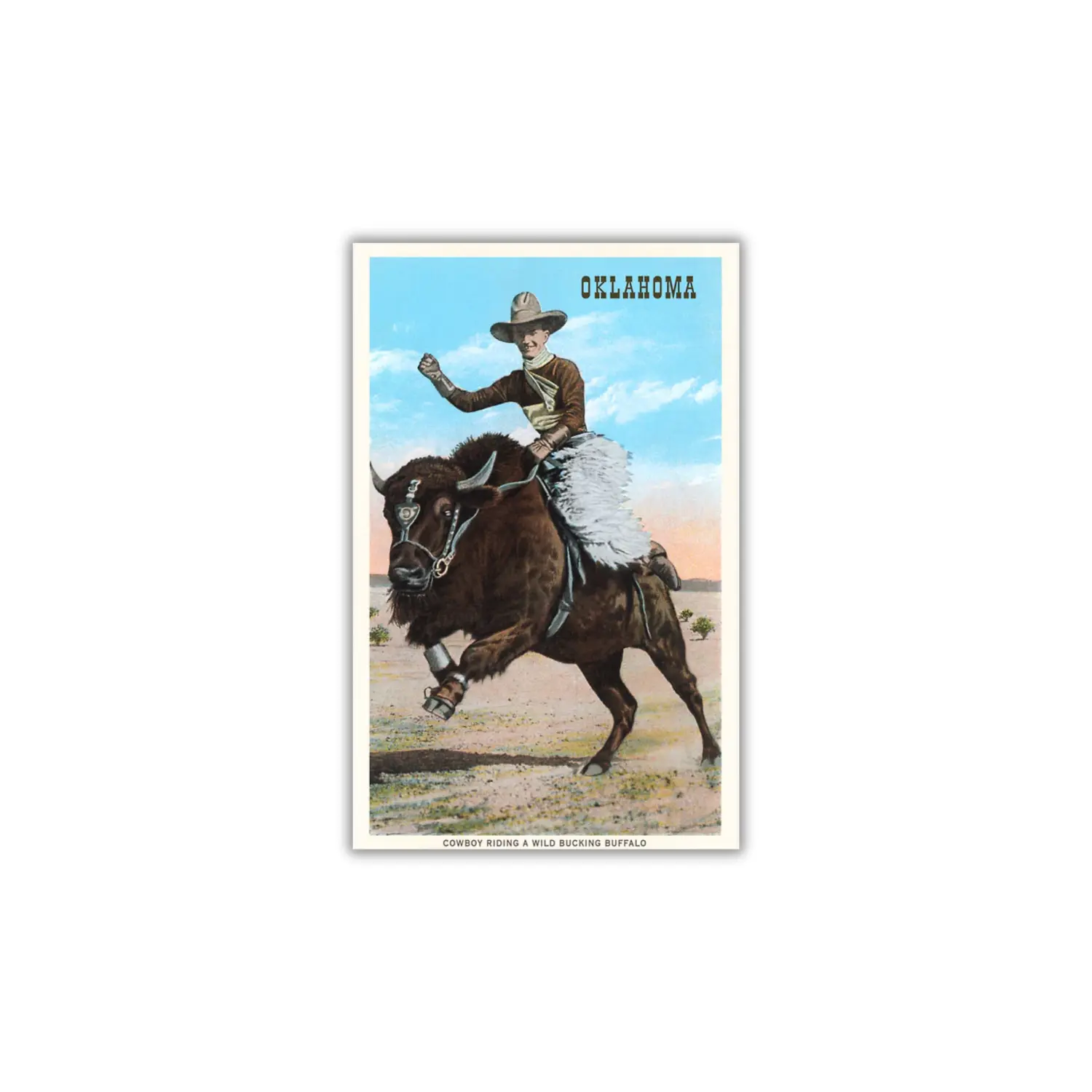 Cowboy Riding Buffalo Postcard