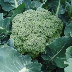 30 pcs Broccoli Plant Seeds, Easy to Grow, Perfect for Garden, Belstar Hybrid Organic Broccoli Seeds Disease Resistant Adaptable Broccoli Spring Crop