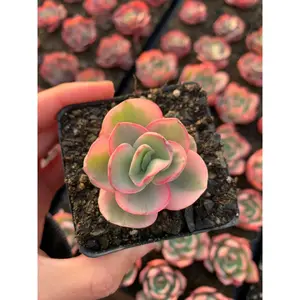 Echeveria Variegated Sunyan single head - April Farm/Rare Succulents