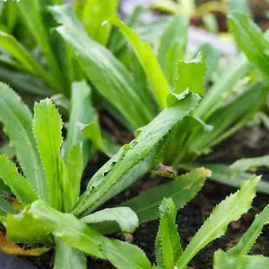 Ngo Gai Culantro Seeds