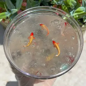 Gold Fish Pond Slime 8 oz