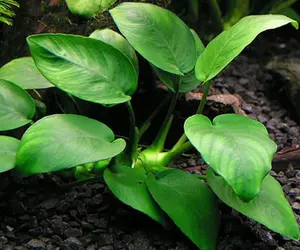 BUY 2 GET 1 FREE Anubias Nana Petite-Easy Live Aquarium Pond Aquatic Plant