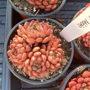 Echeveria ‘Red Noble’ cluster (around 3.5'')- Bare Root Succulents - Terra Tales