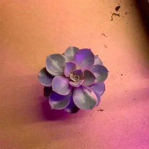 Echeveria Desert Rose Succulent - Rosette Shape & Compact Size - All Seasons - Ideal for Arid Conditions & Small Spaces - Enhances Indoor Outdoor Space
