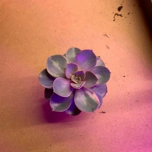 Echeveria Desert Rose Succulent - Rosette Shape & Compact Size - All Seasons - Ideal for Arid Conditions & Small Spaces - Enhances Indoor Outdoor Space