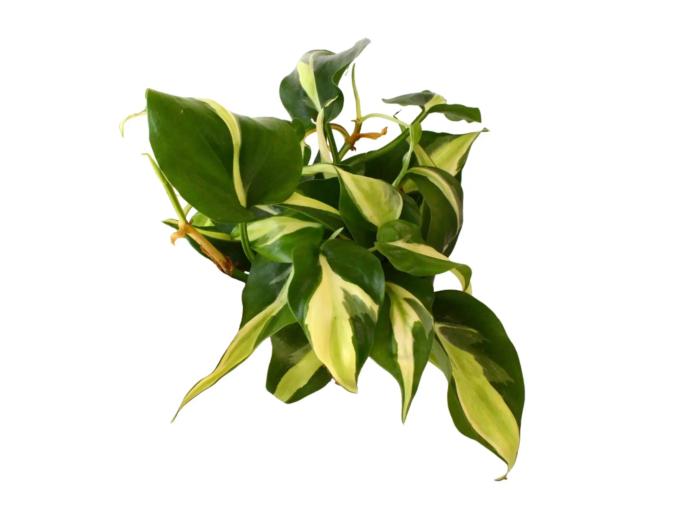 coreopsis plant Coreopsis Moonbeam for Online Plants Nursery main image 0
