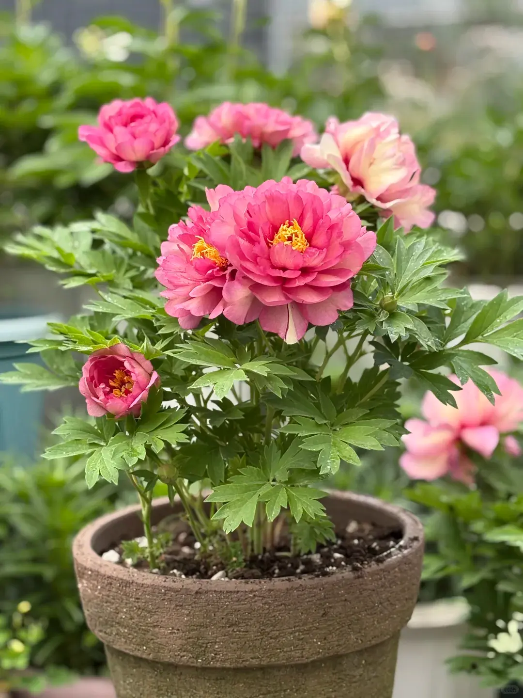 Hardy Peony Root Clumps, Perennial Flowers Come Back Every Year